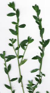 Image result for Polygonum aviculare