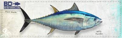 Southern bluefin tuna occur throughout the atlantic, pacific and indian oceans. Pacific Bluefin Tuna Archives Bdoutdoors Bloodydecks