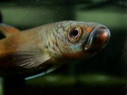 Pin On Beautiful Bettas