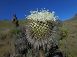 Image result for Dipsacus pinnatifidus