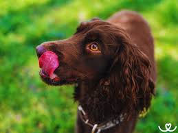 Image result for německý křepelák postava