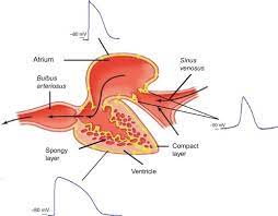 Fishes have two inner ears embedded in spaces in their skulls. Electrical Excitability Of The Fish Heart And Its Autonomic Regulation Sciencedirect