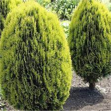 Maybe you would like to learn more about one of these? Thuja Aurea Nana Thuja Orientalis Garden Jardinitis