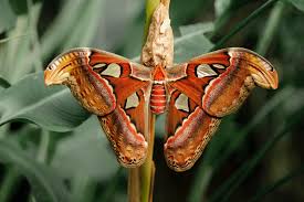 Image result for images emperor moth chrysalis