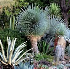 Better Know An Agave A Growing Obsession Plants Yucca Rostrata Dry Garden