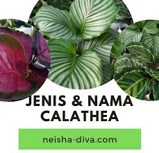 Bunga anyelir dibagi menjadi dua, yaitu berjenis satu bunga asoka merupakan tumbuhan yang digunakan sebagai tanaman hias dan penghijauan. Rumah Bunga Neisha Jenis Dan Nama Calathea Sedang Tren Di Kalangan Pecinta Tanaman Hias