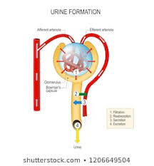 nephron images stock photos vectors shutterstock