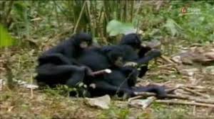 Sexual behavior in the human male. Affen Auf Zack 04 Die Orgien Der Bonobo Affen Youtube