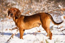 Tiroler Bracke Jagdhunde Tiroler Bracke Hunde
