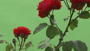 We did not find results for: Red Rose Bush Red Flowers On Branches Thorns By Zmei116 Videohive