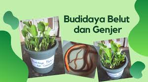Belut sangat baik dikonsumsi karena memiliki kandungan nutrisi yang baik untuk kesehatan tubuh kita. Budidaya Belut Dan Genjer Di Dalam Ember Youtube