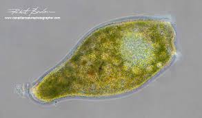 In endoparasitism, the parasites may enter thebo. Photomicrography And Video Of Protozoa And Rotifers By Robert Berdan The Canadian Nature Photographer