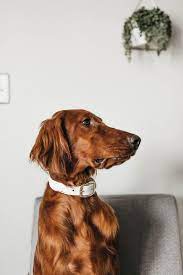 Our unique wave pattern blade is perfectly constructed to gently brush away loose fur, dirt, and dander without snagging! Hd Wallpaper Long Coated Brown Dog Minimal Pet Home Fur Looking Away Wallpaper Flare