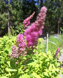 Image result for Spiraea douglasii