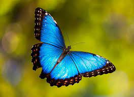 Mariposa Morpho Azul O Morpho Peleides Mariposas De Colores