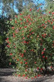 Image result for Callistemon