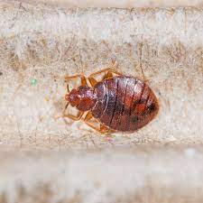 Service agreements because bed bugs are a unique pest, the npma's bmps offer guidance to professionals on what items should be included in. Bed Bugs Pest Control Md Pa Wv Va Gladhill Services