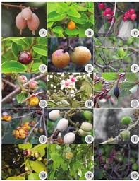 Image result for Toddalia crenulata