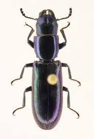 Image result for Tridactyle virgula