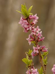 Image result for Daphne mezereum