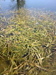 Image result for Potamogeton schweinfurthii