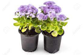 Ageratum Houstonim Nordmeer Flower Video Best Flower Wallpaper