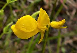 Image result for Utricularia tortilis