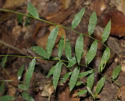 Image result for Pseudechinolaena