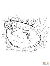 Includes lesson plans & study material resources. Galapagos Marine Iguana Coloring Page Free Printable Coloring Pages Coloring Home