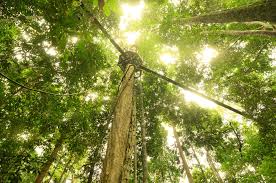 Explore the different regions in taman negara, discover places to eat and thing to do in taman negara. The Ultimate Guide To Taman Negara Rainforest
