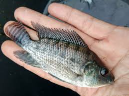 Umpan ikan nila berupa pelet memang banyak tersedia di berbagai toko alat pancing dan toko ikan. Ikan Nila Jenis Giv Gesit Tilapea Srikandi Nirwana Nila Hitam Putih Merah Nila Monosex Agen Bibit Ikan