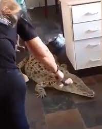 Yesterday night, when a child of kampung baji, sarikei went to the kitchen to feed the cat, a long black figure was seen lurking under their house. Crocs N Critters Wildlife Demonstrations Owner Feeds Saltwater Crocodile In Lounge Room Daily Mail Online