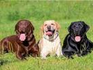 Labrador Retriever Puppies for Sale | Free Dog Listings