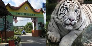 Terdapat sebanyak 100 jenis haiwan di zoo melaka termasuk burung, mamalia, amfibia dan reptilia. Harimau Putih Bengal Antara Tarikan Jika Berkunjung Ke Zoo Melaka Suara Merdeka