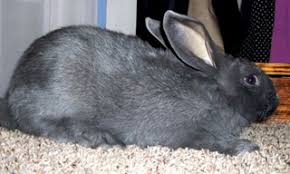 This large breed has a. Full List Of All Rabbit Breeds