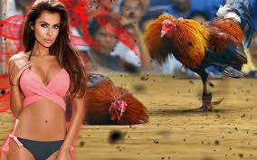 3,284 likes · 126 talking about this. Keistimewaan Pada Ayam Bangkok Kaki Batu Rante Tembus