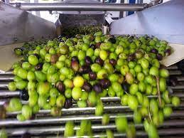Can You Freeze Olives Ulivita