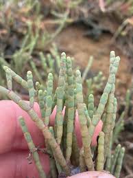 Image result for Halosarcia indica