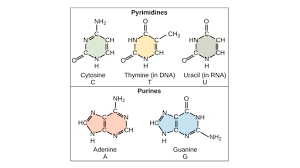 What type of biomolecule is dna? Nucleic Acids Article Khan Academy