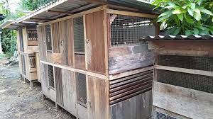 Kandang ini adalah kandang yang dikhususkan bagi para anak ayam yang baru saja menetas. Ukuran Kandang Ayam Kampung Dari Doc Sampai Panen Youtube