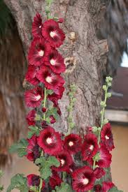Hollyhocks Hollyhocks Flowers Flower Garden Plants Beautiful Flowers