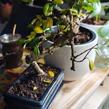 Image result for Ehretia obtusifolia