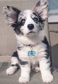 Learn Additional Relevant Information On Corgi Puppies Check Out Our Website Cute Baby Animals Puppies Cute Animals