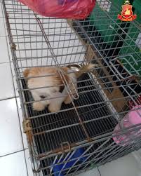 Kami melayani pengiriman berbagai hewan ke seluruh indonesia. Jasa Pengiriman Hewan Anjing Kucing Antar Pulau Via Udara Darat Laut