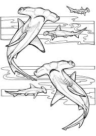 Print Coloring Image Momjunction Shark Coloring Pages Shark Drawing Ocean Coloring Pages