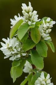Image result for Amelanchier alnifolia