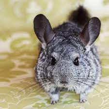 The most common chinchilla coloration is a dark gray coloring on the back and body with a white underbelly. How To Care For A Pet Chinchilla