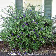Image result for Thunbergia laborans