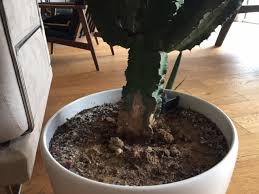 De culture facile, il offre une superbe mais éphémère floraison. Re Cactus Qui Devient Marron Par Le Bas