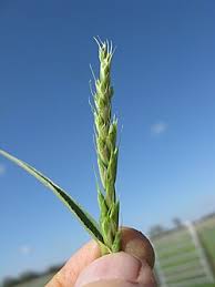 Image result for Hubbardochloa gracilis